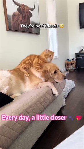 Big guy, tiny friend—but best buddies for life.🐈❤️🐕#bestfriend #love #pets #cat #dogandcats #foryou