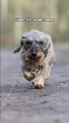 Unscharf trotz Autofokus? Tipps zur Hundefotografie