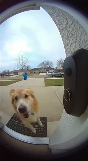 #aivideo #funny #justasecond #memes #unexpected #doggo #cute #puppy #viral