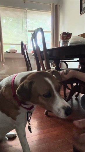 High/low five training with JRT Sully. #dogtraining #shorts #dog #jackrussellterrier #pets #pet
