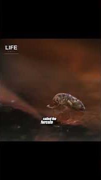 The Springtail — Nature's Tiniest Catapult