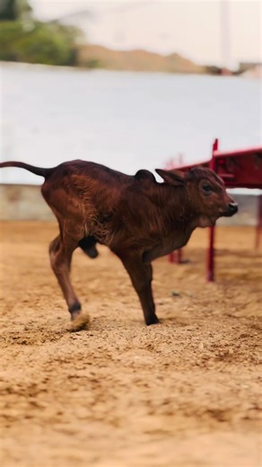 Understanding Homebred Polled Smoke Goats