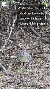 2K views · 42 reactions | We love the new green of Honey Mesquite trees for their beauty, but the cottontail rabbits love them for food! Join us tomorrow for our weekly Walk with a Naturalist, 9am - 10am, here at Quinta Mazatlan. Program is included with park admission ($3 adults, $2 children and seniors). | Quinta Mazatlan World Birding Center | Facebook