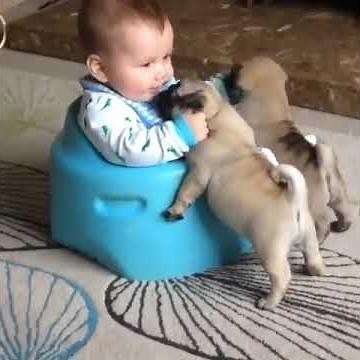 Pug Puppies Play with Babies