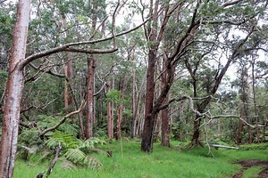 $5 million in funding headed to Hawai‘i for forest enhancement | Big Island Now