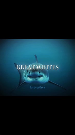 Exploring the Majestic Orca: Ocean's Apex Predator