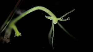 Clip D30_29_367, from Dissolve