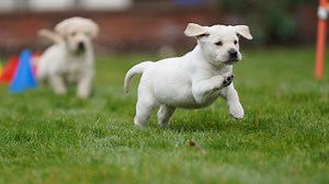 Adorable moment guide dogs are put through their paces with SAS troops
