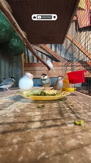 Java winter season best soft food ll 🦜👀 #birds #java #lovebirds #parrot #budgies #blackfacebudgie