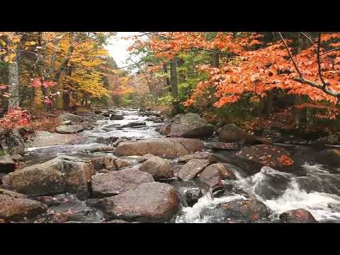 Relaxing Autumn Forest with River Sounds 🍂 Stress Relief & Deep Sleep with Calming Energy #autumn