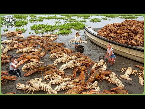 How Millions of Crawfish Are Harvested and Processed – Inside the World of Crayfish Farming