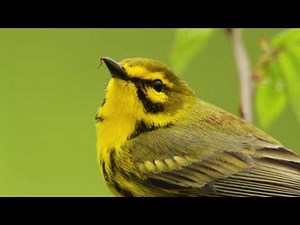 Prairie Warbler Portrait
