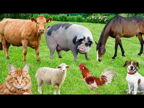 Explore Farm Animals: Cow, Horse, Pig, Sheep, Chicken, Duck, Dog, Cat-Animal Video