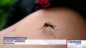 MOSQUITO WARNING: Sydney is enduring one the worst seasons in years for mosquito-borne viruses, with almost 500 confirmed cases. #9News | http://Nine.com.au | 9 News Sydney