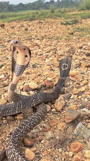 See Padma Gokharo in real life today