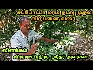 சப்போட்டா மரம் நடவு முதல் விற்பனை வரை | how to grow sapota fruit tree complete detail #sapota 😋