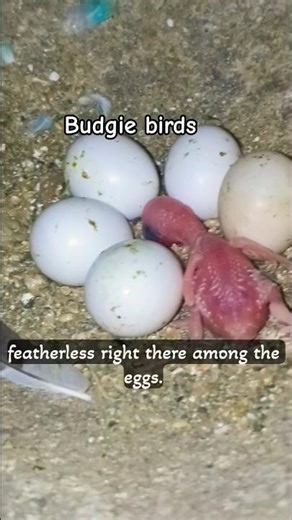 chick 🐣#shorts#budgie#chick