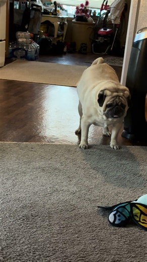Boomer The 11yr Old Pug Eating Dinner! The old man is a noisy eater! #pugsarecute #pugs #shorts
