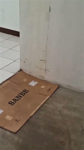 GERUDUG KUCING MELAKUKAN HAL SENONOH PART 1 😅🤣😁 #comedy #catshorts #catvideos #cat