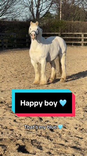 Cuteness Overload: Blue Ponies Enjoying the Sunshine