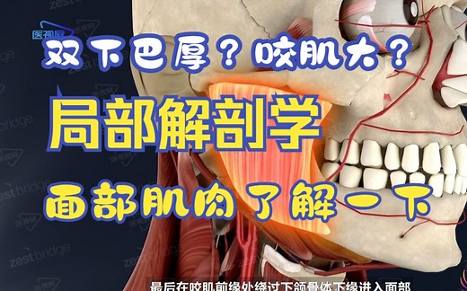 【局部解剖】下颌下三角，咬肌比你想象中的要大