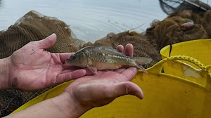 10K views · 48 reactions | Today we netted Pond 1 to collect some of...