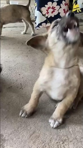 The Science Behind Why Dogs Make You Happier