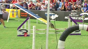 Calling all Purina Pro Plan Incredible Dog Challenge competitors and fans! Join us in watching the 2016 Purina Pro Plan Incredible Dog Challenge National Finals, Sunday February 5th on NBC - 5/4 c . Hope you enjoy the show. Best, Kathy Carson and the Carson Team! | Carson International Inc.