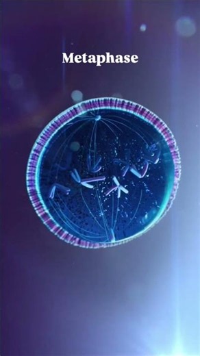 Zoology What Happens in Prophase? | Cell Division#Cell Division Starts Here! Prophase