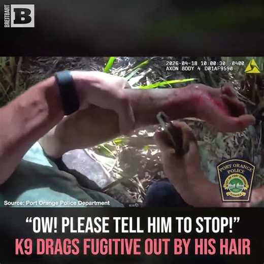 "Ow! Please Tell Him to Stop!" K9 Drags Fugitive Out by His Hair
