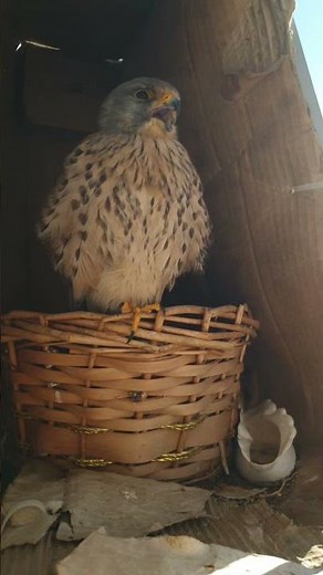 Mr Kestrel + Barney Gumble burp #kestrel #falcon #birdofprey #simpsons