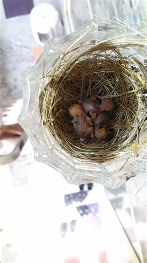 They hatched 🥹🐣 #hatchling#babybirds