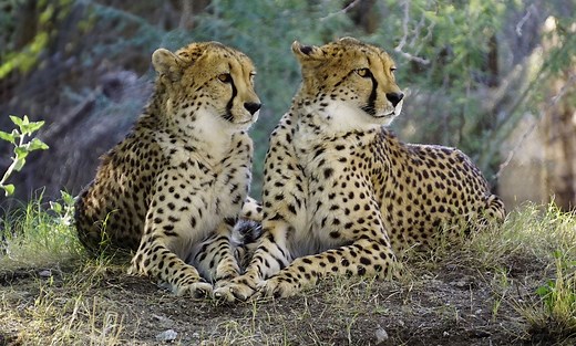 520 Majestic Cheetah Names for the Speedy Feline - Animal Hype