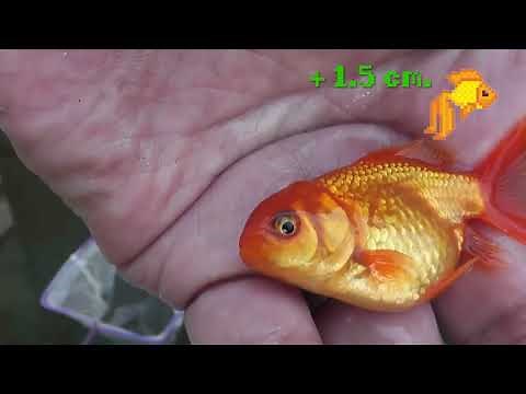 🈴Cómo hacer CRECER a los peces GOLDFISH - te explico!!
