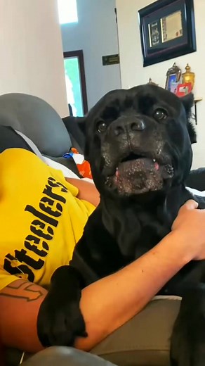 145K views · 4.6K reactions | Reason why trainingobedience is necessary with large breed dogs殺殺 #canecorso #canecorsopuppy #canecorsolove #canecorsofans | Cane Corso USA. | Facebook