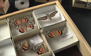 Collecting and Preserving Insects