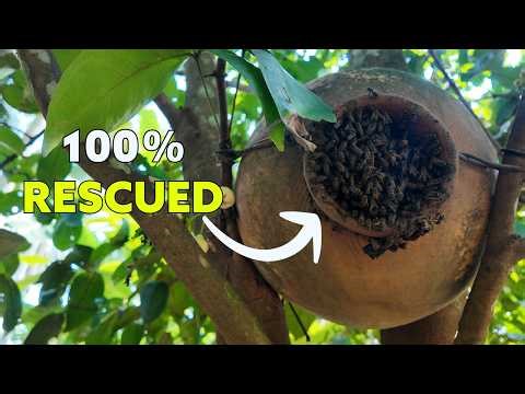 Relocated a Massive Clay Pot Beehive from a Tree