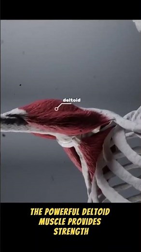 4 Essential Tips to FIX Your Shoulder Joint Health Problems FAST ! 💪🔥