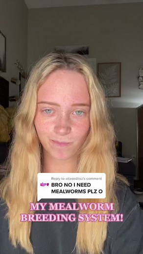 How I Breed Mealworms Easily | Mealworm Breeding System