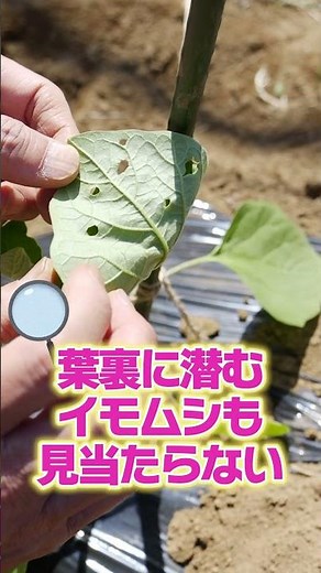 When growing eggplants in home gardens or on farms, the leaves are full of holes! We explain the ...