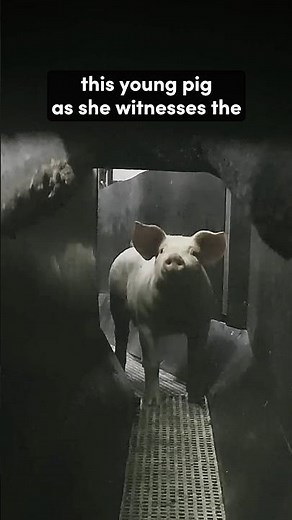 “Humane” meat lie: Pigs stabbed while conscious at slaughterhouse.