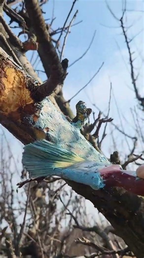 how to remove 'canker disease' in apple tree. sea this video. #subscribemychannel....