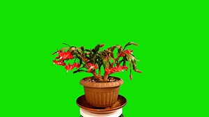 Flower, Pot, Spinning. Free Stock Video