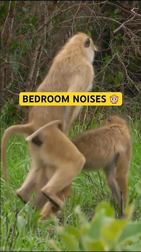 Bedroom noises 🤭 #mating #baboons
