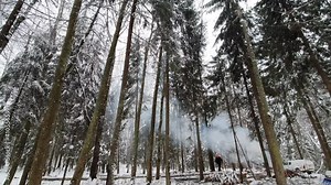 Lumberjack cutting down a birch tree and checking for the direction for the tree to fall