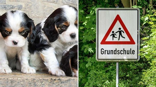 Vorfälle in Sillenbuch: Mit Welpen gelockt – erneut Kinder im Umfeld einer Schule angesprochen