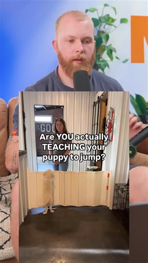 Jumping up only comes down to 2️⃣ things: either your dog’s wired and needs proper help, or they just need some simple training. | MK9Plus_Dogs