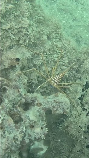 RARE SIGHTING - ARROW CRAB & its Spider Legs Gripping Coral 🦀🕷️🌊