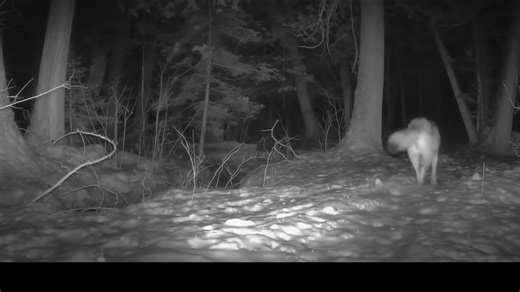 Wolf.Report on Reels