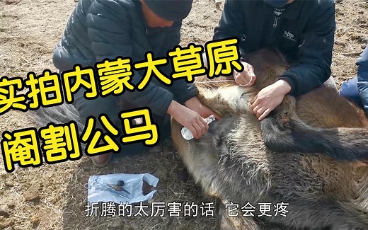 实拍内蒙大草原阉割马，牧民手起刀落10分钟1匹，现场1片惨烈嚎叫
